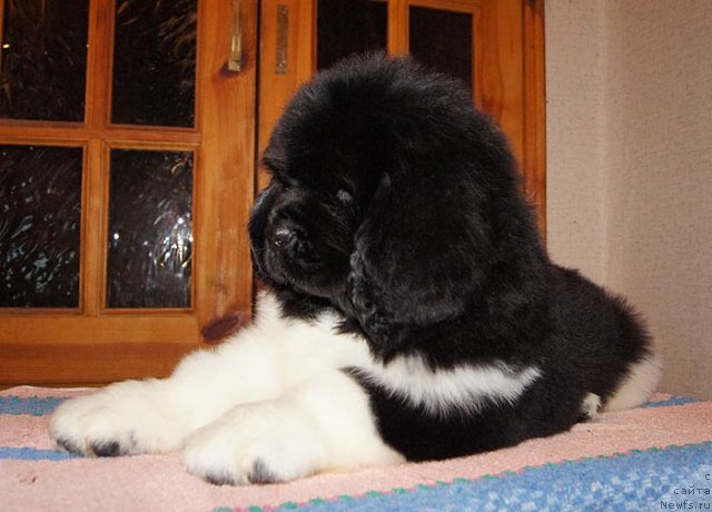 Фото: ньюфаундленд Супер Бизон Зима