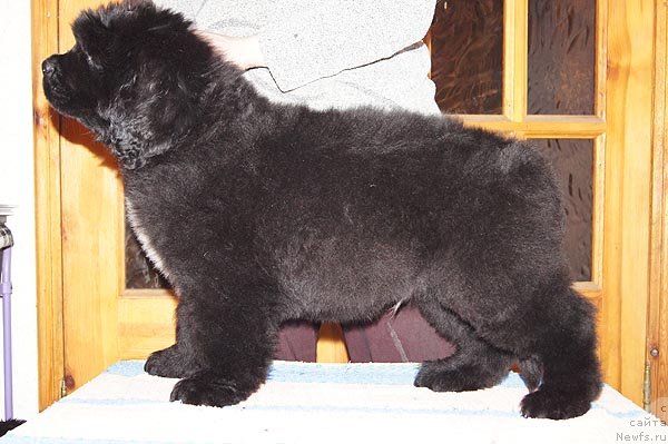 Фото: ньюфаундленд Супер Бизон Заккари