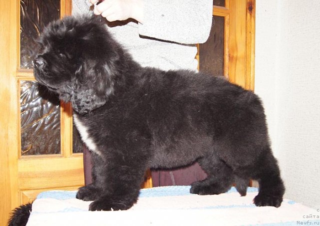 Фото: ньюфаундленд Супер Бизон Заккари