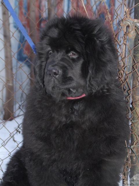 Фото: ньюфаундленд Жолли Вандерфулл из Медвежьего Яра (Zholli Wonderfull iz Medvejyego Yara)