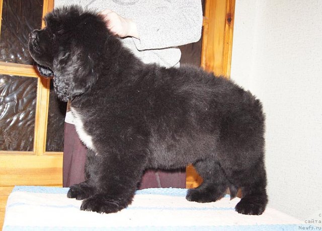 Фото: ньюфаундленд Супер Бизон Заккари