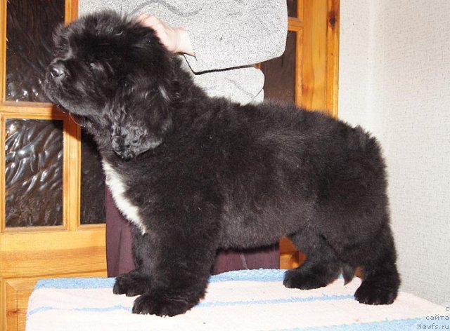 Фото: ньюфаундленд Супер Бизон Заккари