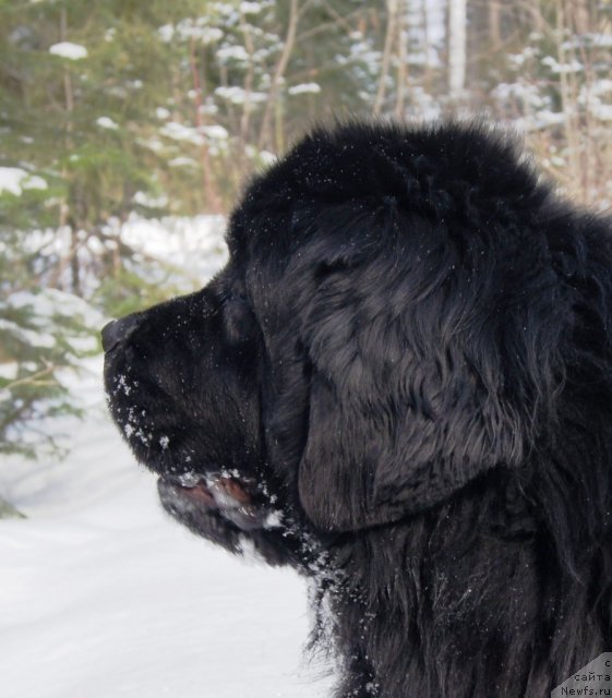 Фото: ньюфаундленд Их Высочество Баттерфляй Блэк Омелия