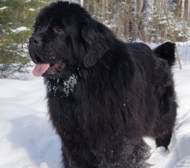 Фото: ньюфаундленд Их Высочество Баттерфляй Блэк Омелия