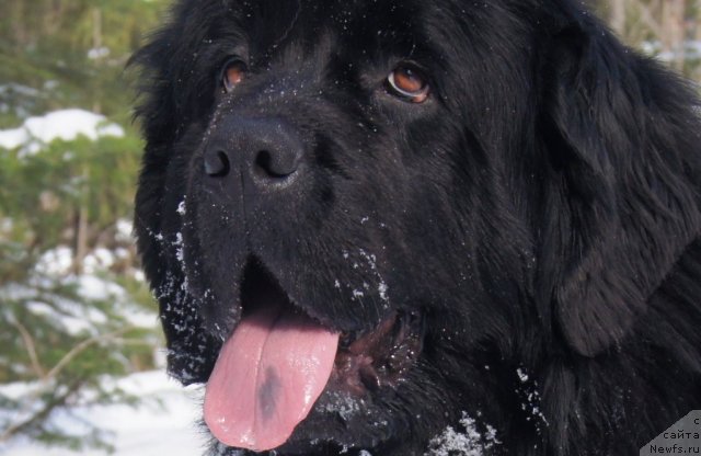 Фото: ньюфаундленд Их Высочество Баттерфляй Блэк Омелия