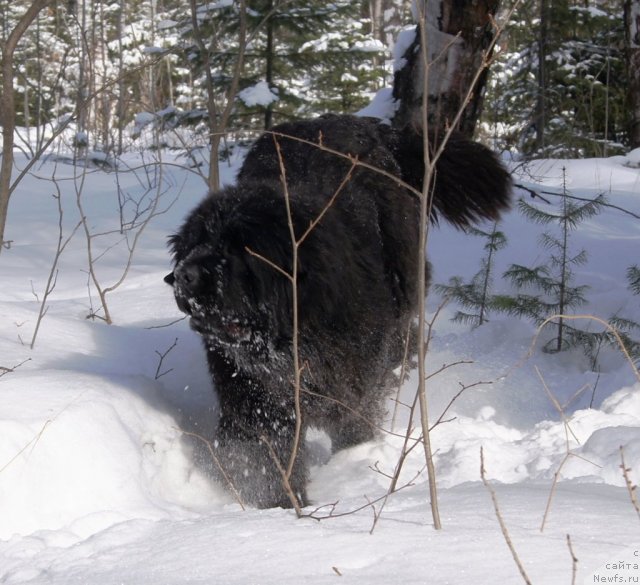 Фото: ньюфаундленд Их Высочество Гиацинта Бриз