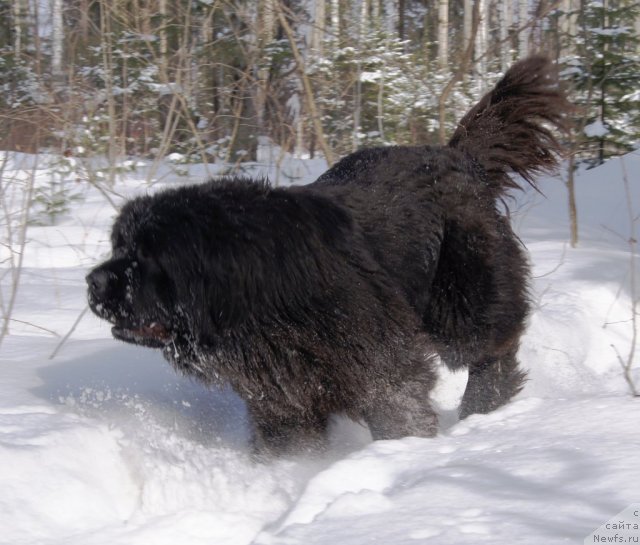 Фото: ньюфаундленд Их Высочество Гиацинта Бриз