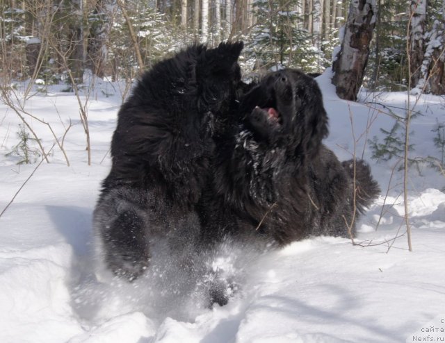 Фото: ньюфаундленд Их Высочество Баттерфляй Блэк Омелия, ньюфаундленд Их Высочество Готика Альдея