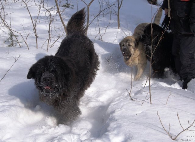 Фото: ньюфаундленд Их Высочество Готика Альдея