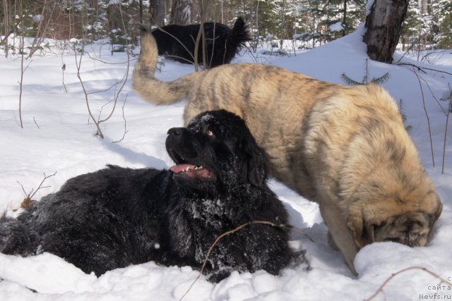 Фото: ньюфаундленд Их Высочество Готика Альдея, Плюха-испанский мастиф щеночек.