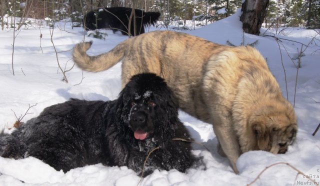 Фото: ньюфаундленд Их Высочество Готика Альдея, Плюша