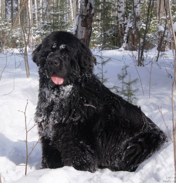 Фото: ньюфаундленд Их Высочество Готика Альдея