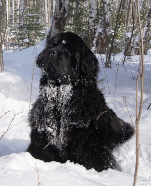 Фото: ньюфаундленд Их Высочество Готика Альдея