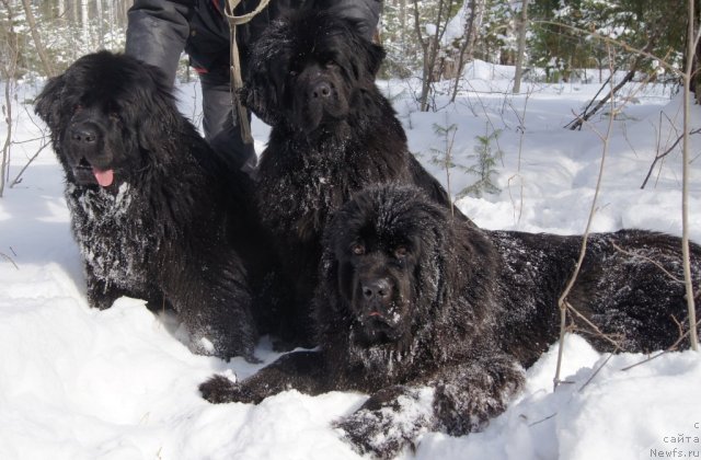 Фото: ньюфаундленд Их Высочество Готика Альдея, ньюфаундленд Их Высочество Баттерфляй Блэк Омелия, ньюфаундленд Их Высочество Гиацинта Бриз