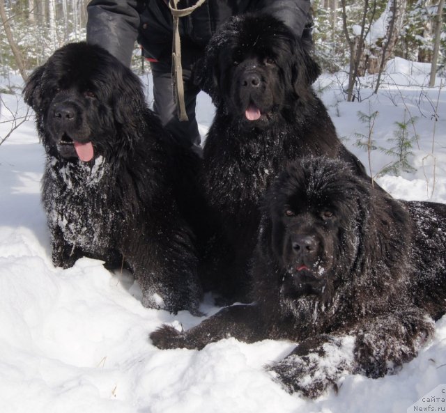 Фото: ньюфаундленд Их Высочество Готика Альдея, ньюфаундленд Их Высочество Баттерфляй Блэк Омелия, ньюфаундленд Их Высочество Гиацинта Бриз