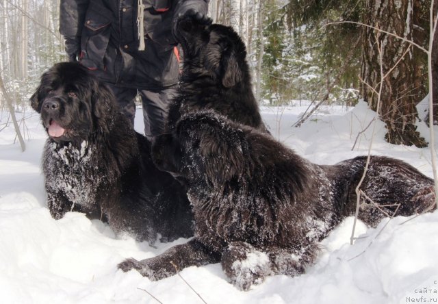 Фото: ньюфаундленд Их Высочество Готика Альдея, ньюфаундленд Их Высочество Баттерфляй Блэк Омелия, ньюфаундленд Их Высочество Гиацинта Бриз