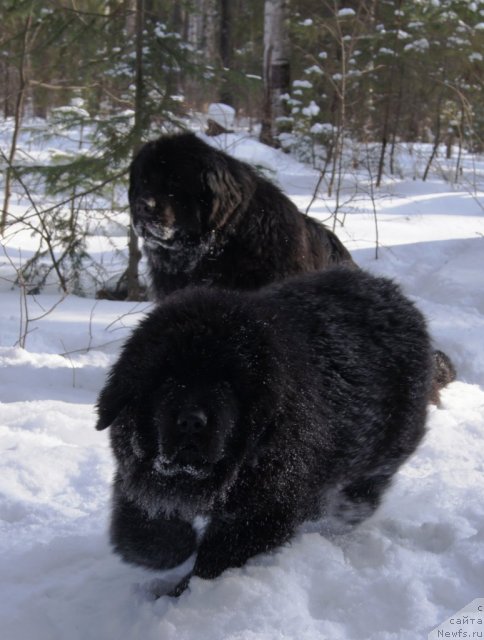 Фото: ньюфаундленд Фанньюф Тибул Желанный для Их Высочества