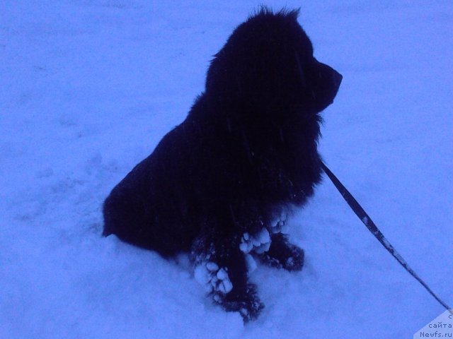 Фото: ньюфаундленд Топтыжка Самсон