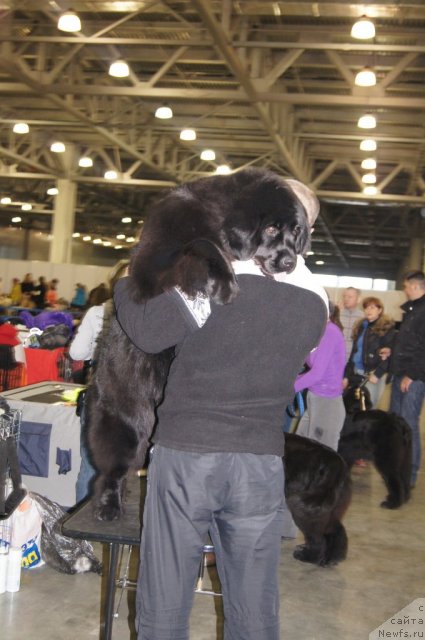 Фото: ньюфаундленд Плюшевая Панда Удивительная Кейт (Plushevaya Panda Udivitelnaja Kejt)