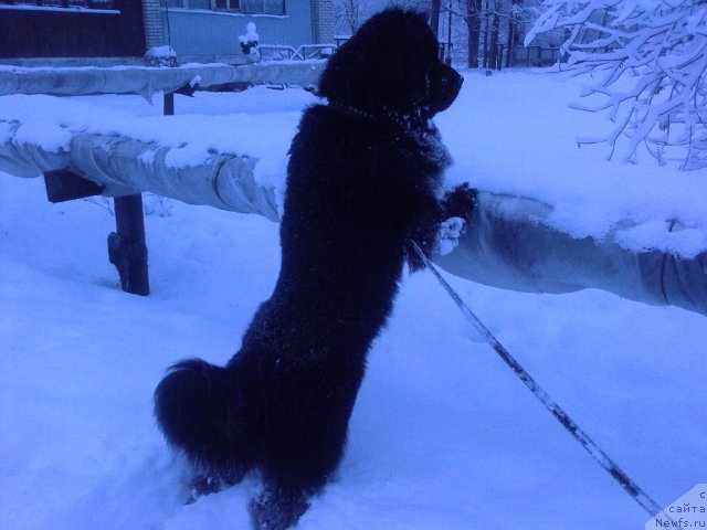 Фото: ньюфаундленд Топтыжка Самсон