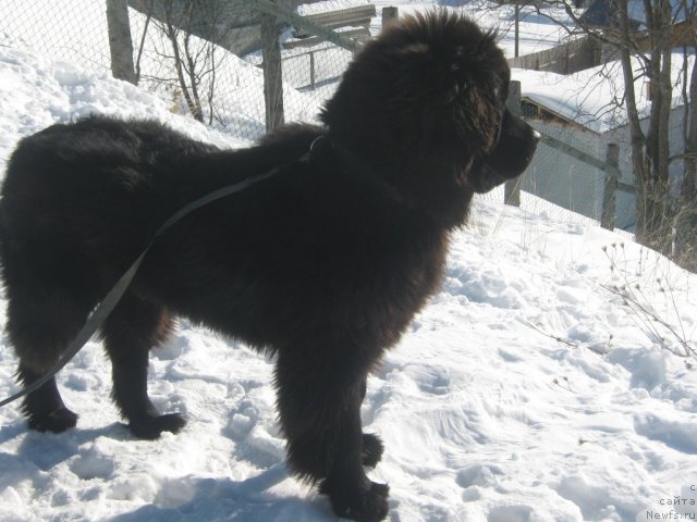 Фото: ньюфаундленд Питерньюф Неед фор Спеед