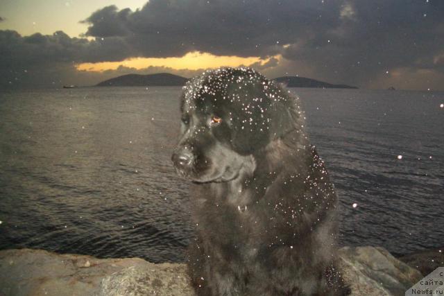 Фото: ньюфаундленд Потап Дочь Меньшая (Potap Doch Menshaya)