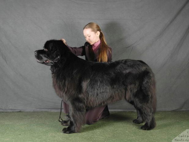 Фото: Татьяна Розанова, ньюфаундленд Чанси из Золотого Треугольника