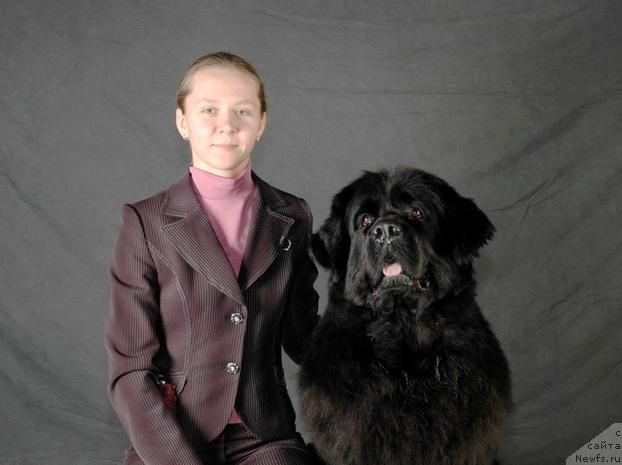 Фото: Татьяна Розанова, ньюфаундленд Чанси из Золотого Треугольника