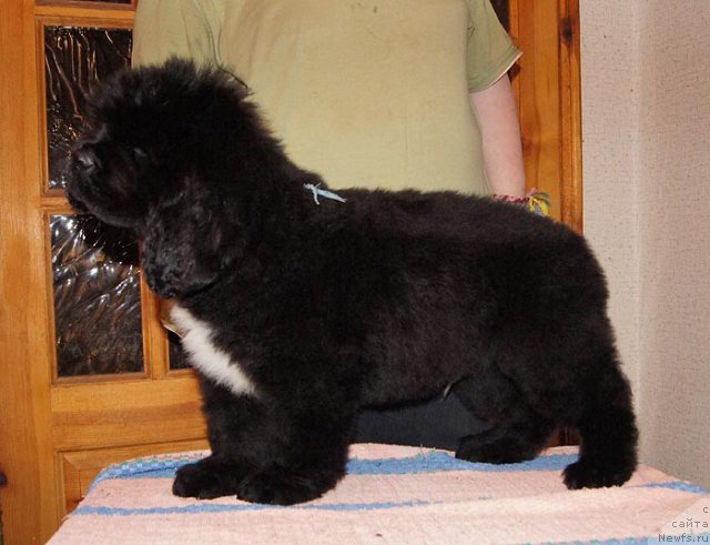 Фото: ньюфаундленд Супер Бизон Заккари