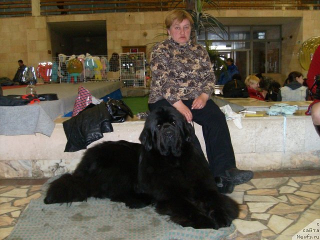 Фото: ньюфаундленд Топтыжка Дон Кихот