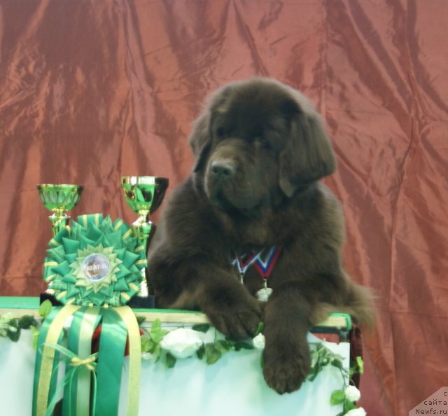 Фотография № 90499