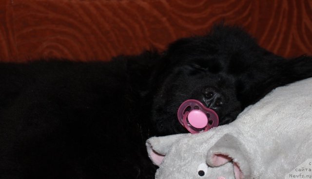 Фото: ньюфаундленд Сент Джонс Юна