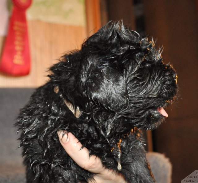 Фото: Щенок, ньюфаундленд Бегущая по Волнам Вся Такая Растакая (Beguschaya po Volnam Vsya Takaya Rastakaya)