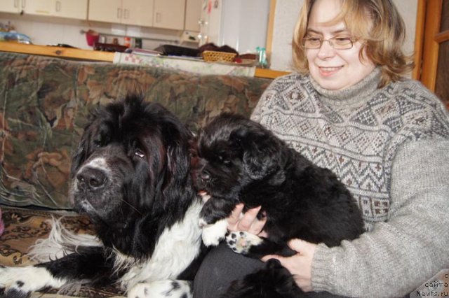 Фото: ньюфаундленд Супер Бизон Гера, Ольга Скуматенко