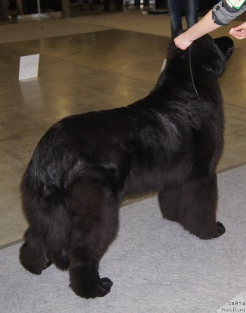 Фото: ньюфаундленд Плюшевая Панда Удивительная Кейт (Plushevaya Panda Udivitelnaja Kejt)