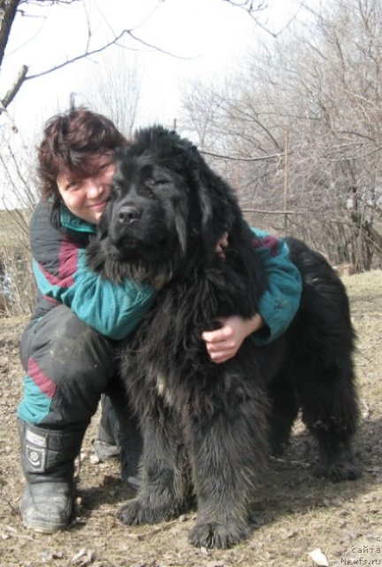 Фото: ньюфаундленд Плюшевая Панда Уилфред (Plushevaya Panda Uilfred)
