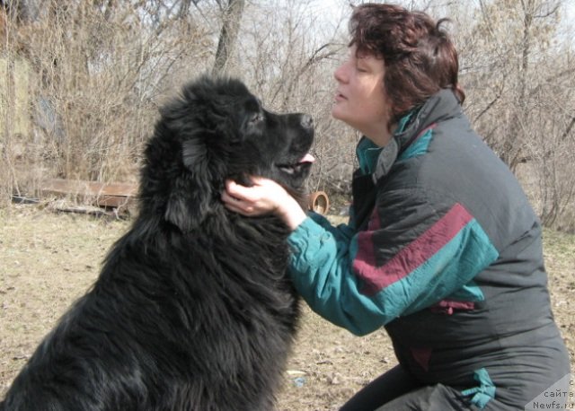 Фото: ньюфаундленд Плюшевая Панда Уилфред (Plushevaya Panda Uilfred)