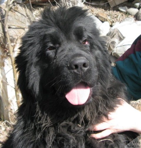 Фото: ньюфаундленд Плюшевая Панда Уилфред (Plushevaya Panda Uilfred)