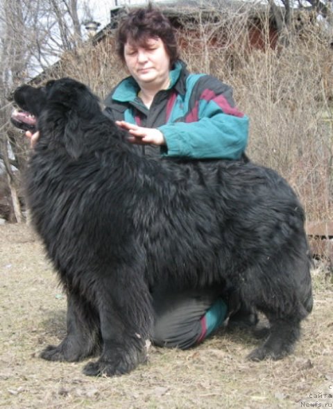 Фото: ньюфаундленд Плюшевая Панда Уоол Одри Арт - 2 (Plushevaya Panda Uool Odri Art-2)