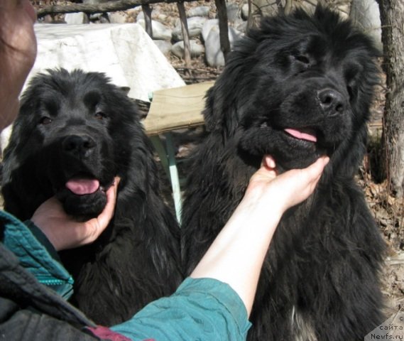 Фото: ньюфаундленд Плюшевая Панда Уоол Одри Арт - 2 (Plushevaya Panda Uool Odri Art-2), ньюфаундленд Плюшевая Панда Уилфред (Plushevaya Panda Uilfred)