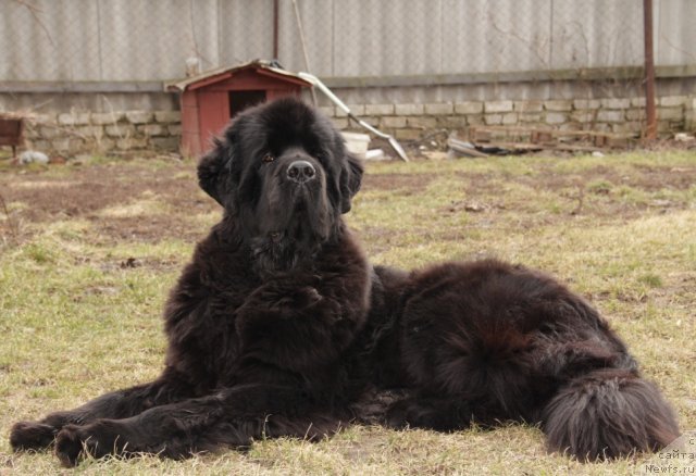 Фото: ньюфаундленд Бегущая по Волнам Хаста ла Виста (Beguschaya po Volnam Hasta la Vista)