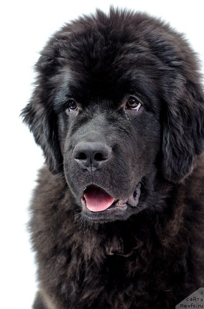 Фото: ньюфаундленд Принц Альфинский