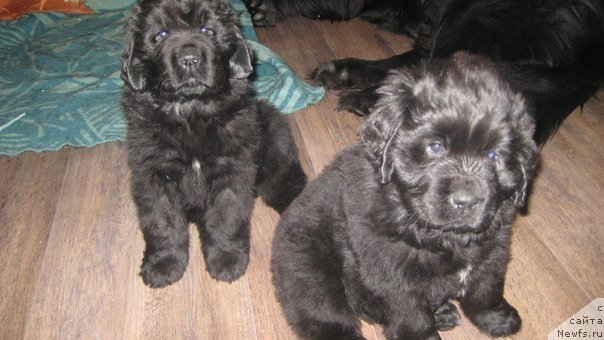 Фото: ньюфаундленд Топтыжка Дон Кихот