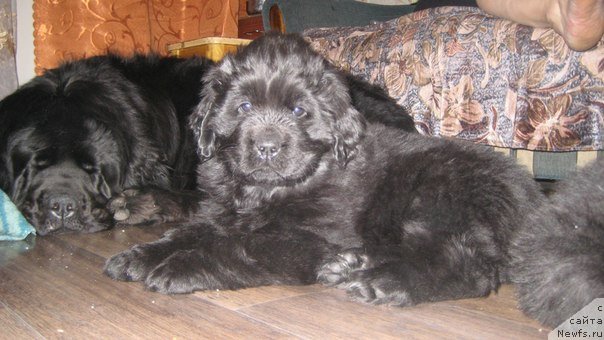 Фото: ньюфаундленд Топтыжка Дон Кихот