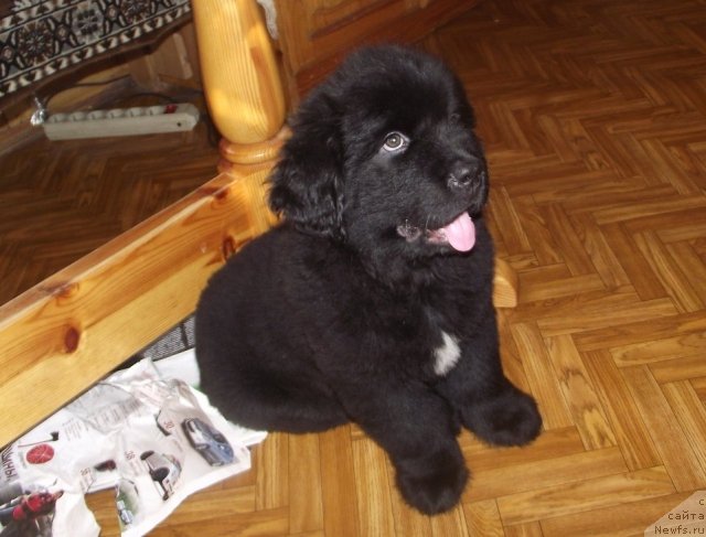 Фото: ньюфаундленд Чарующий Чезарио (Charuyuschiy Chezario), ньюфаундленд Чарующий Чезарио (Charuyuschiy Chezario)