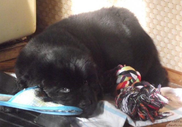 Фото: ньюфаундленд Чарующий Чезарио (Charuyuschiy Chezario)