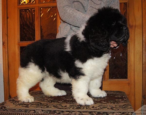 Фото: ньюфаундленд Супер Бизон Златогор