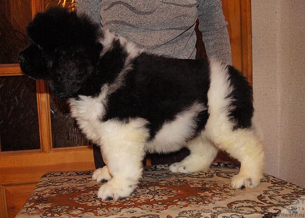 Фото: ньюфаундленд Супер Бизон Златогор