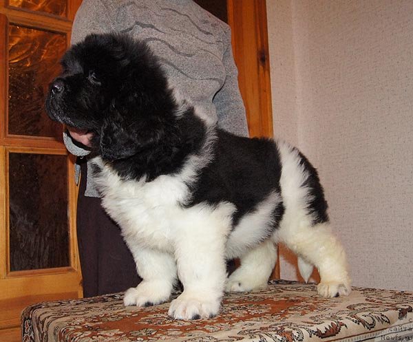 Фото: ньюфаундленд Супер Бизон Златогор