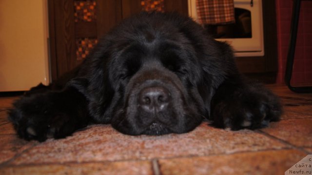 Фото: ньюфаундленд Плюшевая Панда Удивительная Кейт (Plushevaya Panda Udivitelnaja Kejt)